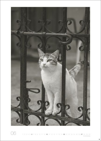 Produktbild: Cats Edition Kalender 2027