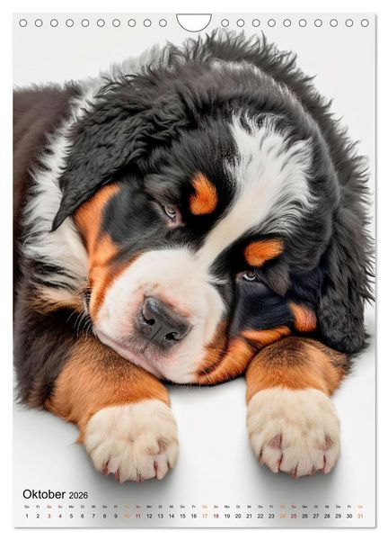 Produktbild: Berner Sennenhund - gutm&uuml;tig und treu (Wandkalender 2026 DIN A4 hoch), CALVENDO Monatskalender