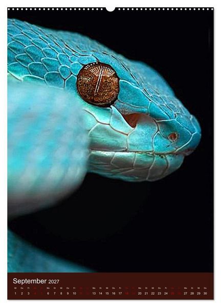 Produktbild: The Power Of Snake (Wandkalender 2027 DIN A2 hoch), CALVENDO Monatskalender