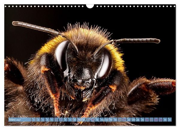 Produktbild: INSEKTENGESICHTER (Wandkalender 2027 DIN A3 quer), CALVENDO Monatskalender