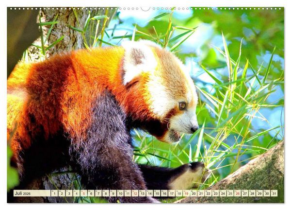 Produktbild: Roter Panda. Die superknuddeligen Katzenb&auml;ren (hochwertiger Premium Wandkalender 2026 DIN A2 quer), Kunstdruck in Hochglanz