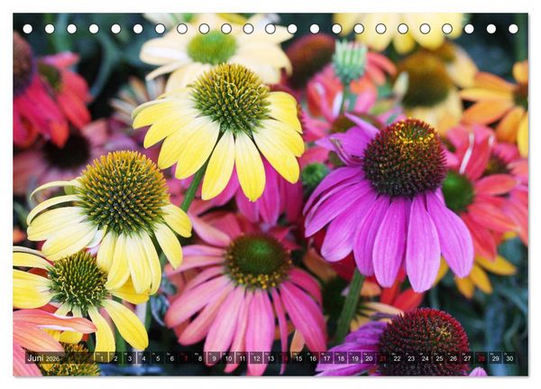 Produktbild: Sonnenhut im Garten (Tischkalender 2026 DIN A5 quer), CALVENDO Monatskalender