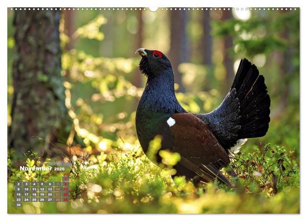 Produktbild: Stark wie der Auerhahn (hochwertiger Premium Wandkalender 2026 DIN A2 quer), Kunstdruck in Hochglanz