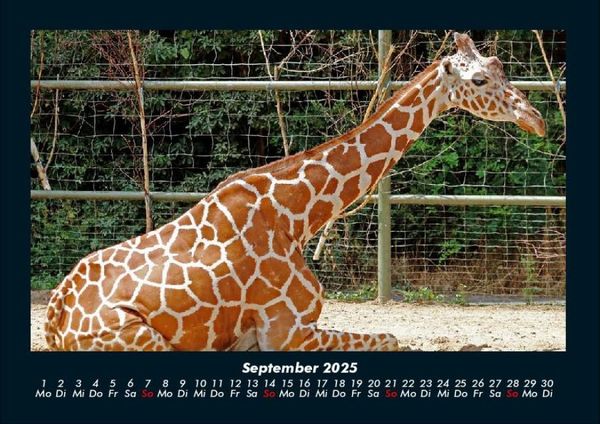 Produktbild: Giraffen 2025 Fotokalender DIN A4