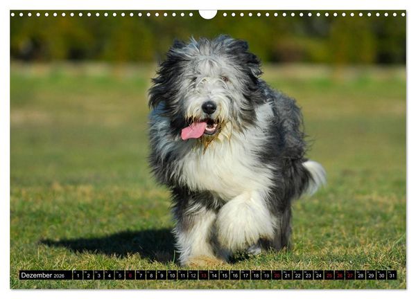 Produktbild: Liebenswerter Clown Bearded Collie (Wandkalender 2026 DIN A3 quer), CALVENDO Monatskalender