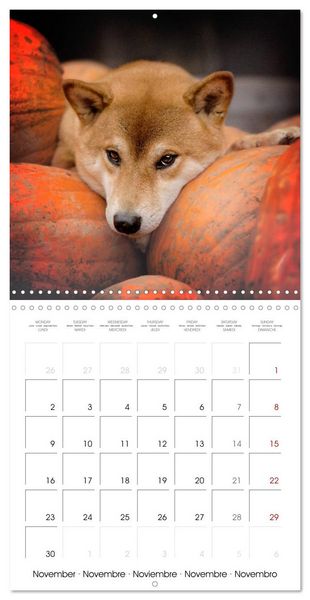 Produktbild: Little Samurais - The Shiba Inu (Wall Calendar 2026 12 &times; 12 Inch) CALVENDO 12 Month Wall Calendar