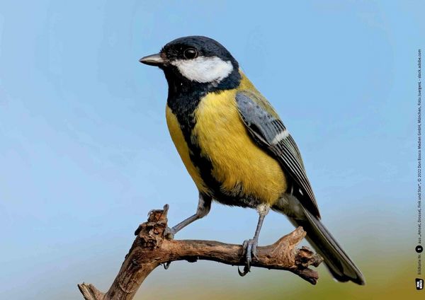 Produktbild: Amsel, Drossel, Fink und Star. Die V&ouml;gel in unserem Garten. Kamishibai Bildkarten und Memo-Spiel