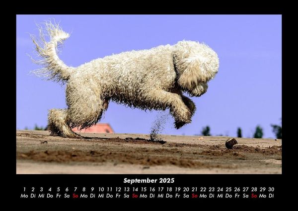 Produktbild: Hundezauber 2025 Fotokalender DIN A3