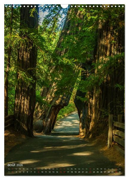 Produktbild: G&eacute;ants verts de la for&ecirc;t (Calendrier mural 2026 DIN A3 horizontal), CALVENDO calendrier mensuel