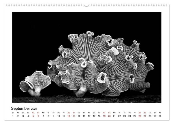 Produktbild: Die grafische Sch&ouml;nheit der Pflanzen &ndash; Schwarz-Wei&szlig; (Wandkalender 2026 DIN A2 quer), CALVENDO Monatskalender