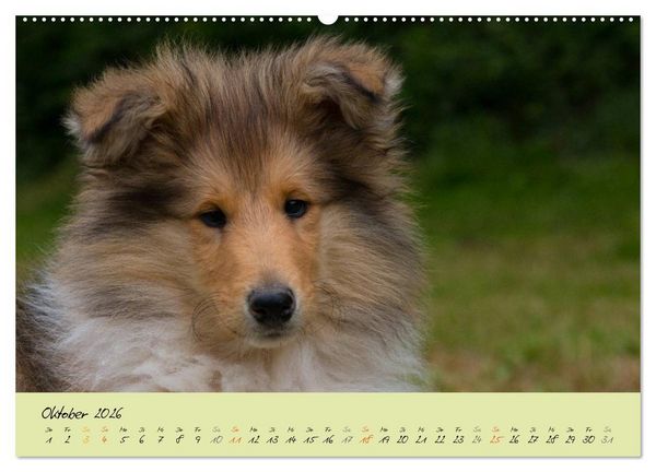 Produktbild: Collie Welpen zum Verlieben (Wandkalender 2026 DIN A2 quer), CALVENDO Monatskalender