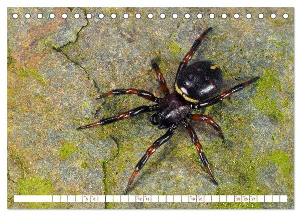 Produktbild: Spinnen in Deutschland (Tischkalender 2026 DIN A5 quer), CALVENDO Monatskalender