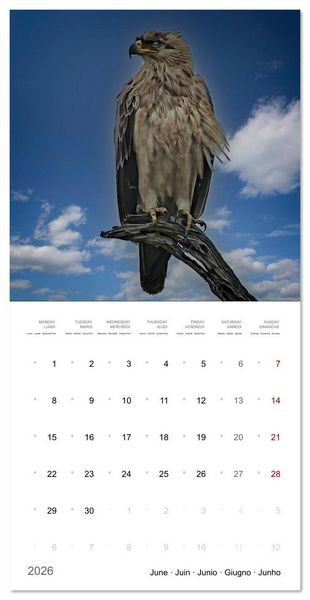 Produktbild: Eagles in Africa (Wall Calendar 2026 12 &times; 12 Inch) CALVENDO 12 Month Wall Calendar