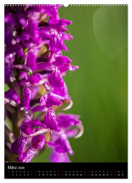 Produktbild: Im richtigen Licht: Wilde Orchideen in S&uuml;dbayern (hochwertiger Premium Wandkalender 2026 DIN A2 hoch), Kunstdruck in Hochglanz