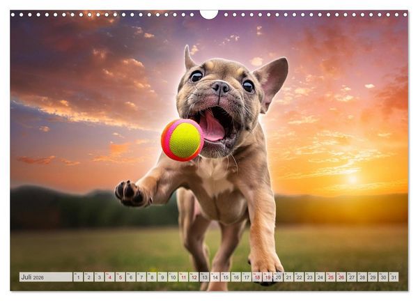 Produktbild: Bullys in Action - Franz&ouml;sische Bulldoggen lieben B&auml;lle (Wandkalender 2026 DIN A3 quer), CALVENDO Monatskalender