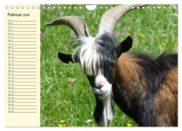 Produktbild: Ziegen. Lustige Ausbruchsk&uuml;nstler (Wandkalender 2026 DIN A4 quer), CALVENDO Monatskalender