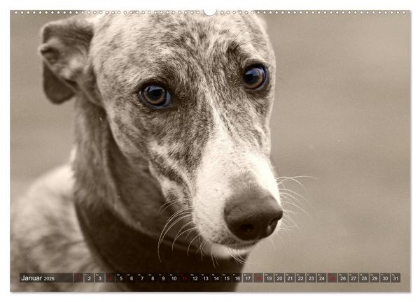 Produktbild: Galgo eye-catcher (hochwertiger Premium Wandkalender 2026 DIN A2 quer), Kunstdruck in Hochglanz