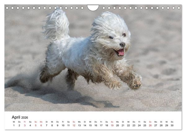 Produktbild: Moritz, der freche Malteser (Wandkalender 2026 DIN A4 quer), CALVENDO Monatskalender