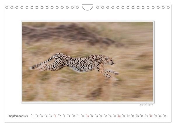 Produktbild: Emotionale Momente: Gro&szlig;e Raubkatzen der Welt. (Wandkalender 2026 DIN A4 quer), CALVENDO Monatskalender