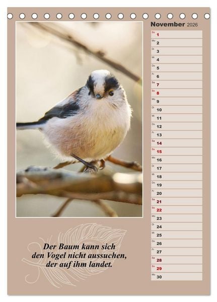 Produktbild: Schwanzmeisen, die niedlichen kleinen Pfannenstielchen (Tischkalender 2026 DIN A5 hoch), CALVENDO Monatskalender