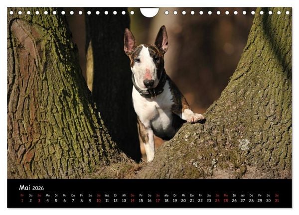 Produktbild: Bullterrier? Was sonst! (Wandkalender 2026 DIN A4 quer), CALVENDO Monatskalender