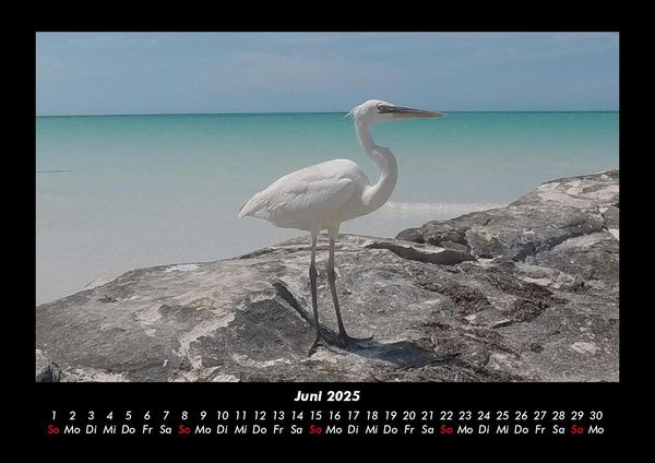 Produktbild: Vogelparadies 2025 Fotokalender DIN A3