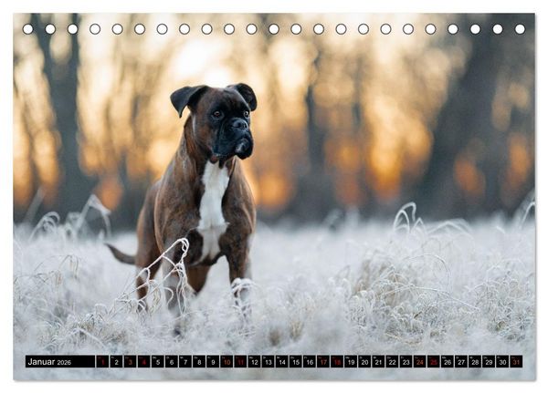 Produktbild: K&auml;the - ein Boxer mit Charme (Tischkalender 2026 DIN A5 quer), CALVENDO Monatskalender