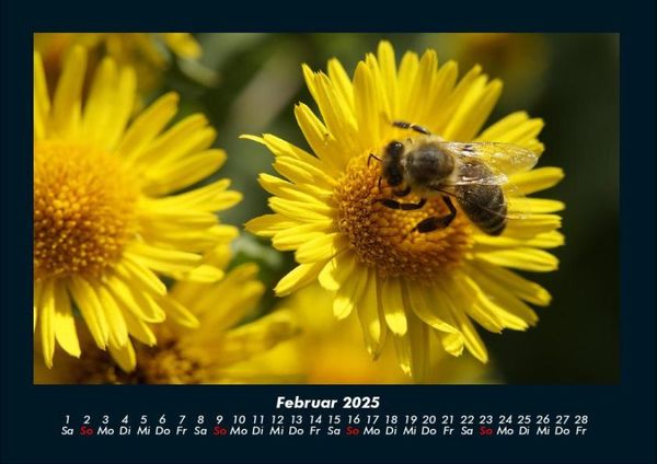 Produktbild: Bien 2025 Fotokalender DIN A4