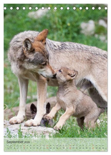 Produktbild: Emotionale Momente: Der Wolf. (Tischkalender 2026 DIN A5 hoch), CALVENDO Monatskalender