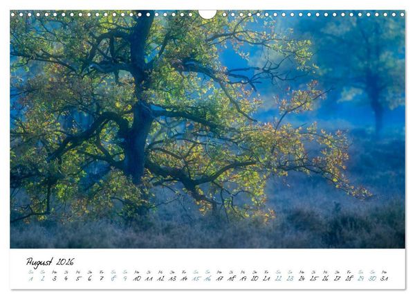 Produktbild: In der Welt der B&auml;ume (Wandkalender 2026 DIN A3 quer), CALVENDO Monatskalender