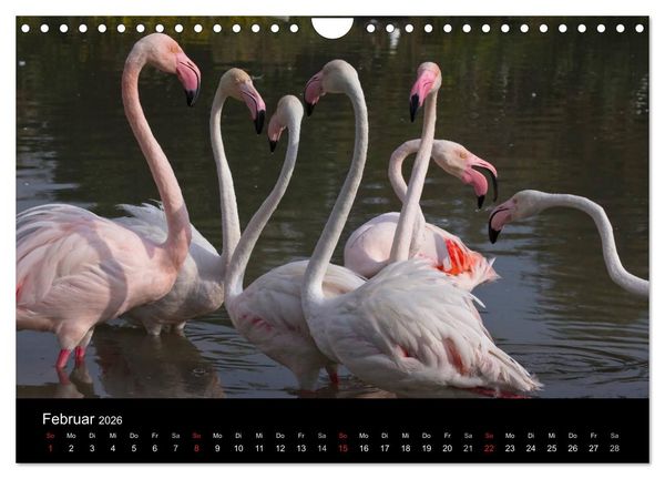 Produktbild: Flamingos der Camargue 2026 (Wandkalender 2026 DIN A4 quer), CALVENDO Monatskalender