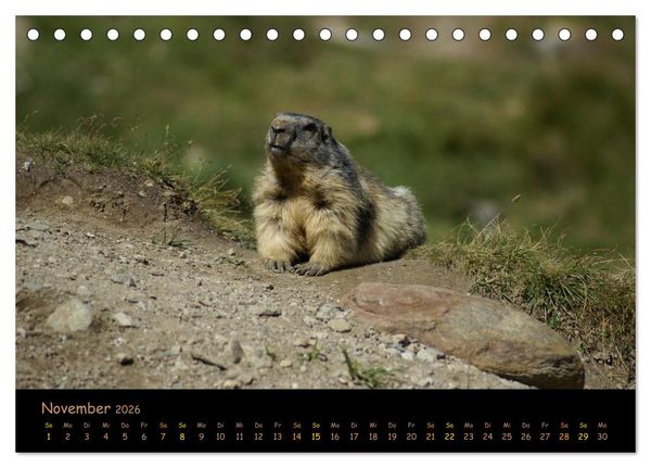 Produktbild: Wildlife - Verspielte Murmeltiere (Tischkalender 2026 DIN A5 quer), CALVENDO Monatskalender