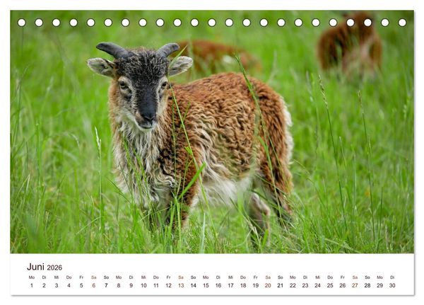 Produktbild: Sch&ouml;ne Schafe (Tischkalender 2026 DIN A5 quer), CALVENDO Monatskalender