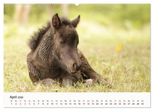 Produktbild: Isl&auml;nder - icelandic horses (Wandkalender 2026 DIN A2 quer), CALVENDO Monatskalender