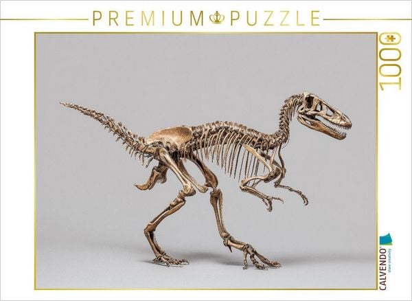 Produktbild: CALVENDO Puzzle Dinosaurier Velociraptor-Skelett - kleiner Raubsaurier mit langen Krallen | 1000 Teile Lege-Gr&ouml;&szlig;e 64x48cm Foto-Puzzle f&uuml;r gl&uuml;ckliche S