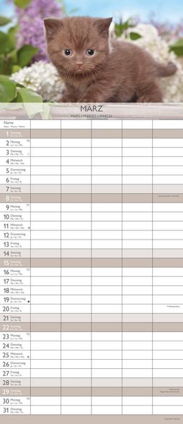 Kätzchen 2026 Familienplaner - Familienkalender - Wandkalender - 19,5x45