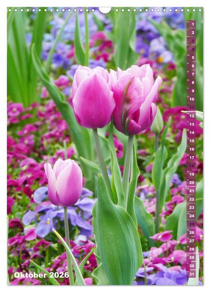 Produktbild: Bunte Tulpenpracht (Wandkalender 2026 DIN A3 hoch), CALVENDO Monatskalender