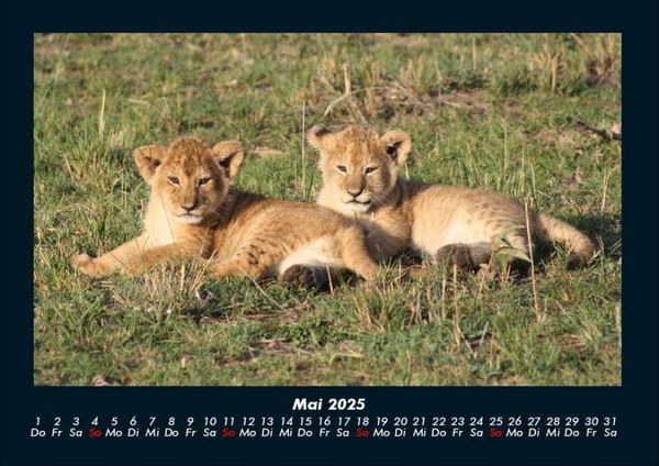 Produktbild: L&ouml;wen in der Wildnis 2025 Fotokalender DIN A4