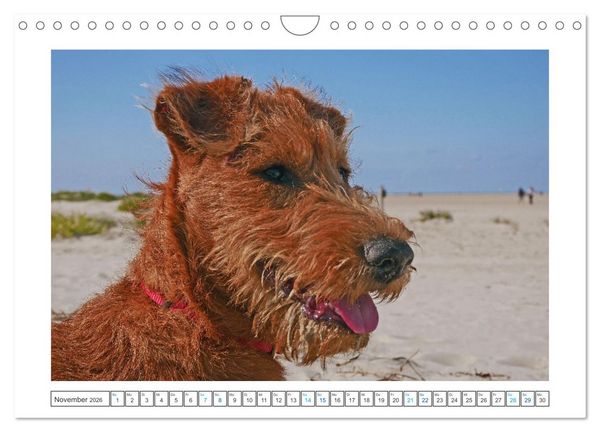 Produktbild: Chiara, ein junger Irish Terrier (Wandkalender 2026 DIN A4 quer), CALVENDO Monatskalender