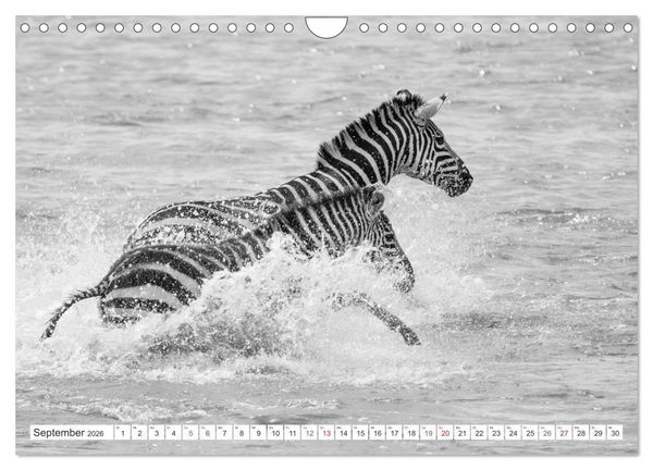 Produktbild: Emotionale Momente: Zebras - black & white. (Wandkalender 2026 DIN A4 quer), CALVENDO Monatskalender