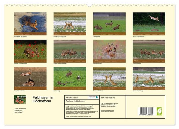 Produktbild: Feldhasen in H&ouml;chstform (hochwertiger Premium Wandkalender 2027 DIN A2 quer), Kunstdruck in Hochglanz