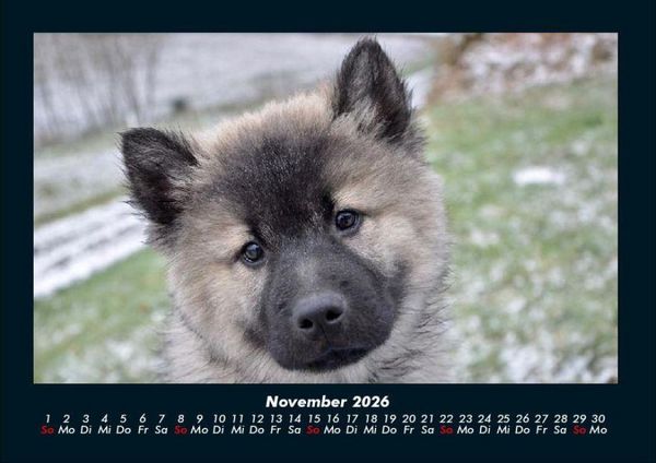 Produktbild: Hundezauber 2026 Fotokalender DIN A4