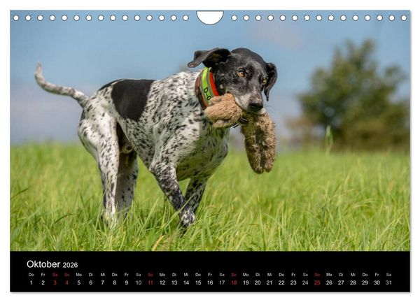 Produktbild: Jagdhunde bei der Arbeit (Wandkalender 2026 DIN A4 quer), CALVENDO Monatskalender