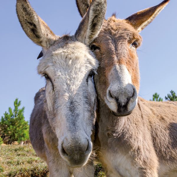 Produktbild: Esel / Donkeys 2027