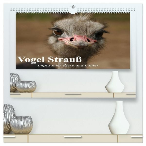 Produktbild: Vogel Strau&szlig;. Imposanter Riese und L&auml;ufer (hochwertiger Premium Wandkalender 2026 DIN A2 quer), Kunstdruck in Hochglanz