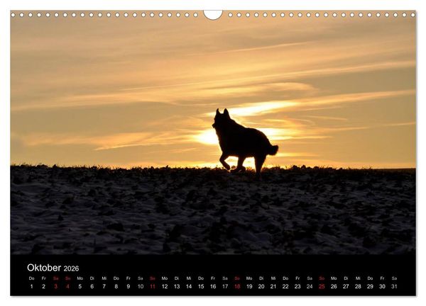 Produktbild: Sibirische Huskys aus Deutschland (Wandkalender 2026 DIN A3 quer), CALVENDO Monatskalender