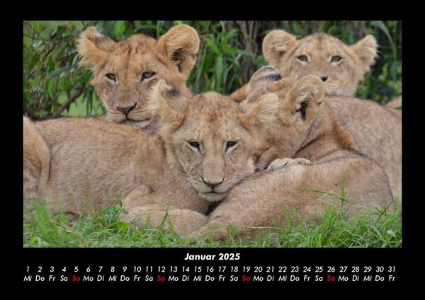Produktbild: Tiere in der Wildnis 2025 Fotokalender DIN A3