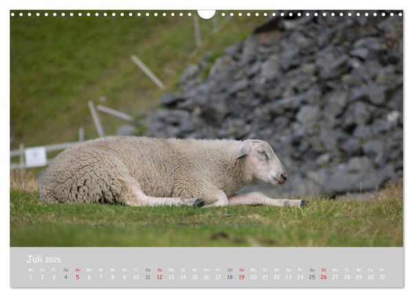 Produktbild: Ganz sch&ouml;n Schaf (Wandkalender 2026 DIN A3 quer), CALVENDO Monatskalender