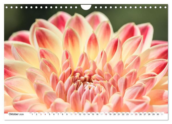 Produktbild: Dahlien-Kronen (Wandkalender 2026 DIN A4 quer), CALVENDO Monatskalender