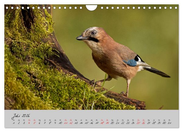 Produktbild: Bunte V&ouml;gel am Futterplatz (Wandkalender 2026 DIN A4 quer), CALVENDO Monatskalender